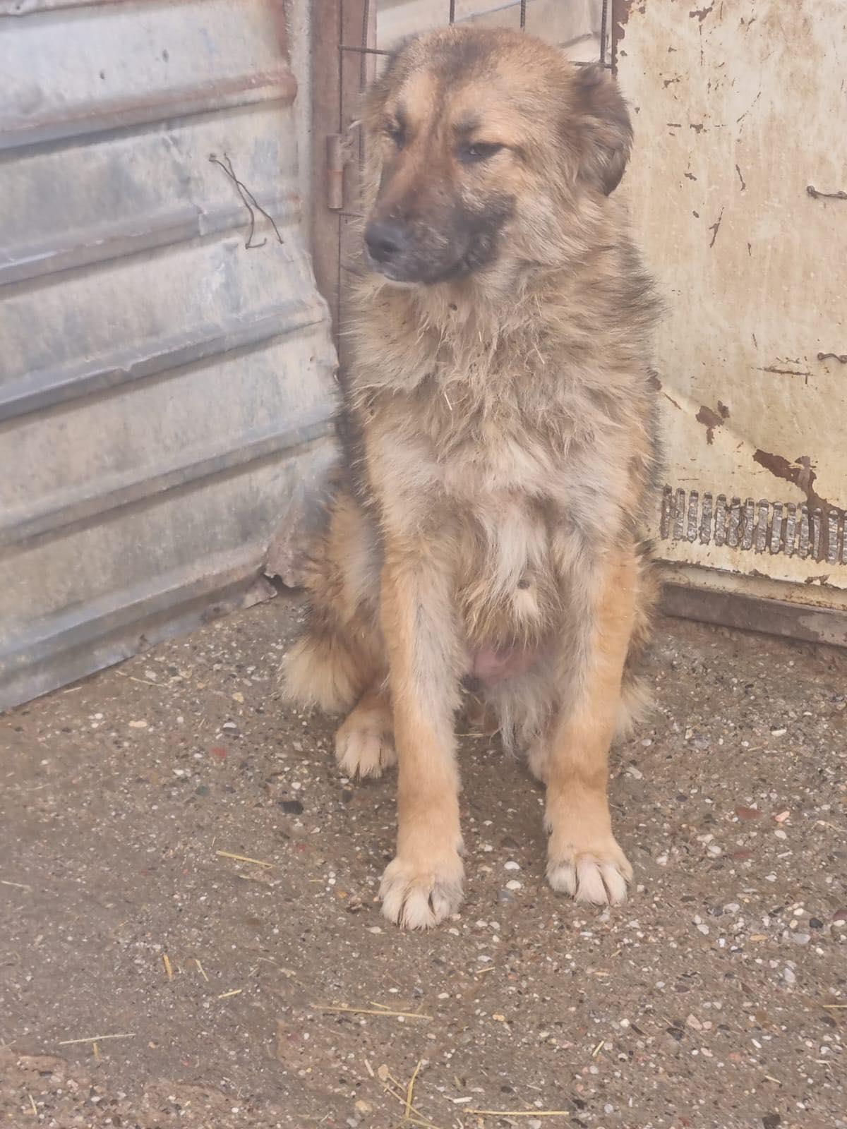 Enlarge Ginger, an adopted mixed breed in New York, NY image 6/6