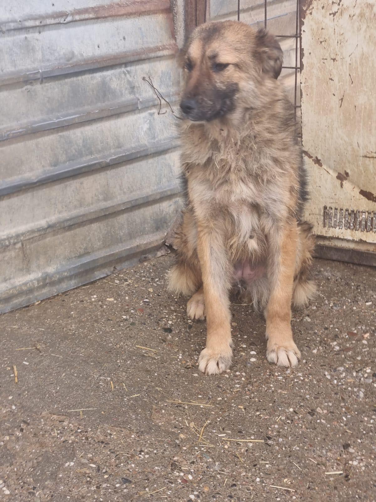 Enlarge Ginger, an adopted mixed breed in New York, NY image 3/6