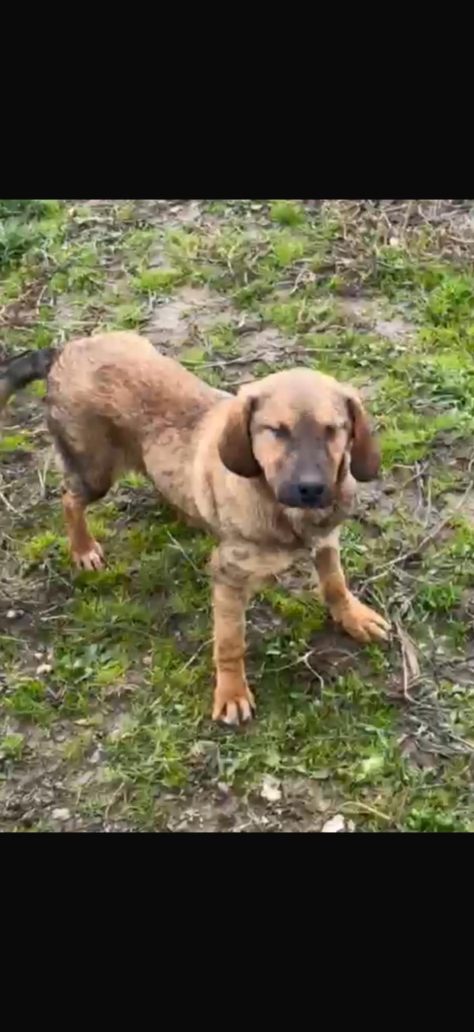 Enlarge Ginger, an adopted mixed breed in New York, NY image 4/6