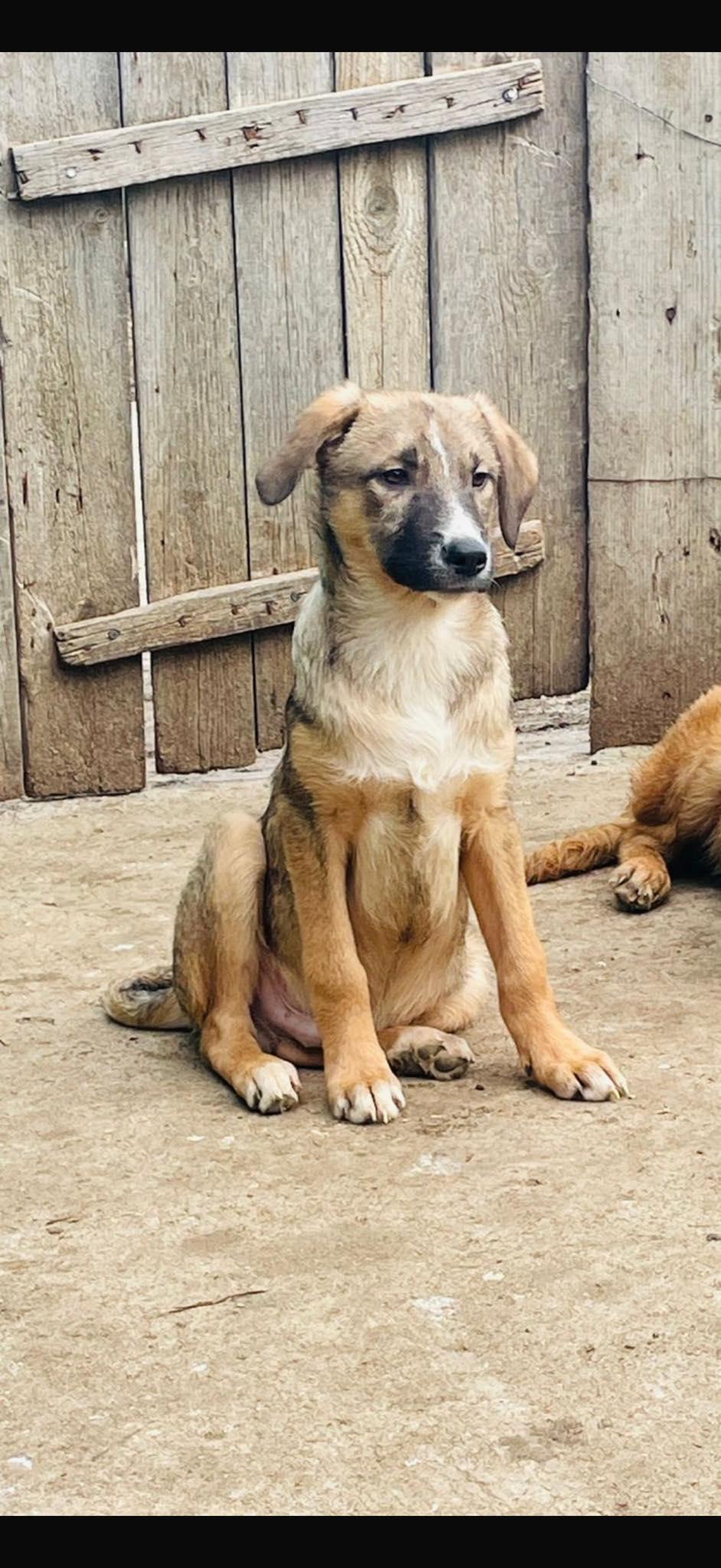 Enlarge Ginger, an adopted mixed breed in New York, NY image 2/6