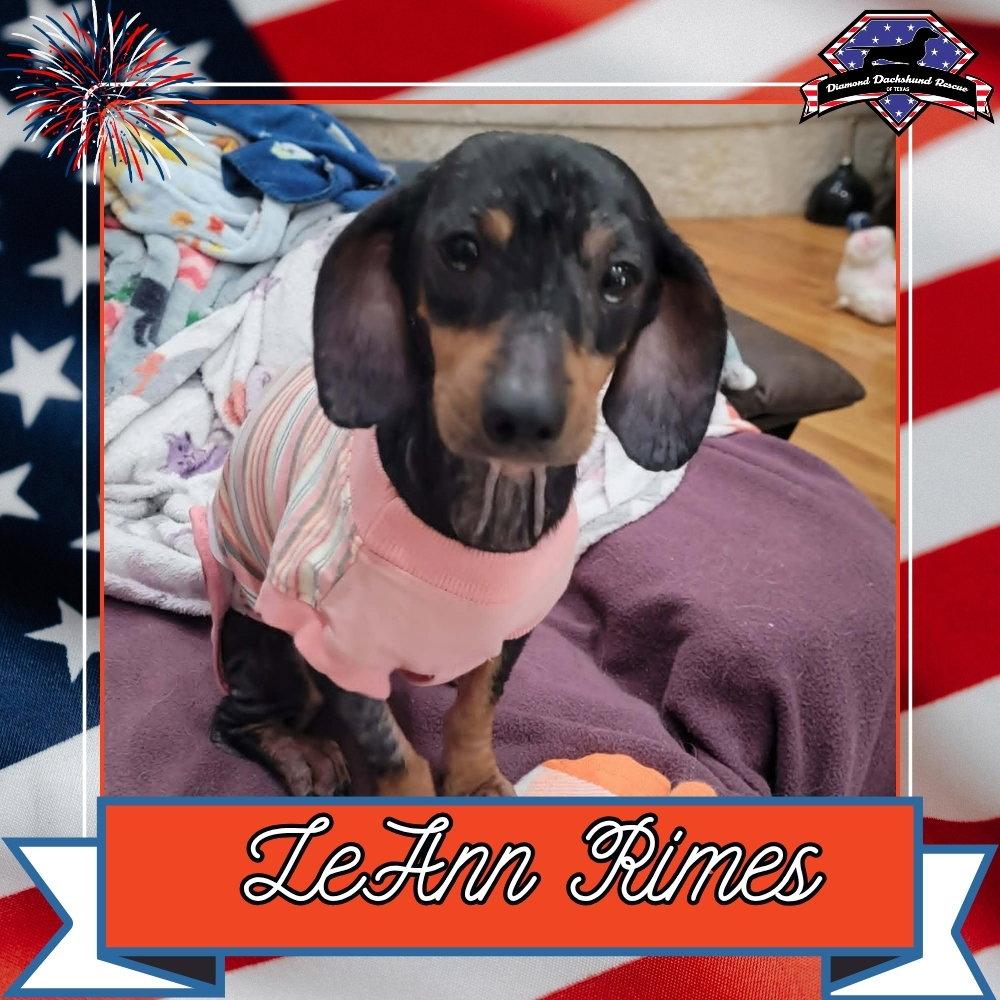 LeAnn Rimes, Adopted, Adult Female Dachshund.