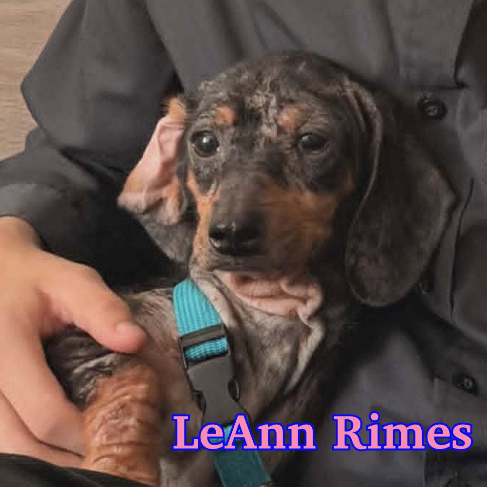 Enlarge LeAnn Rimes, a Adopted Dachshund in San Antonio, TX image 2/3