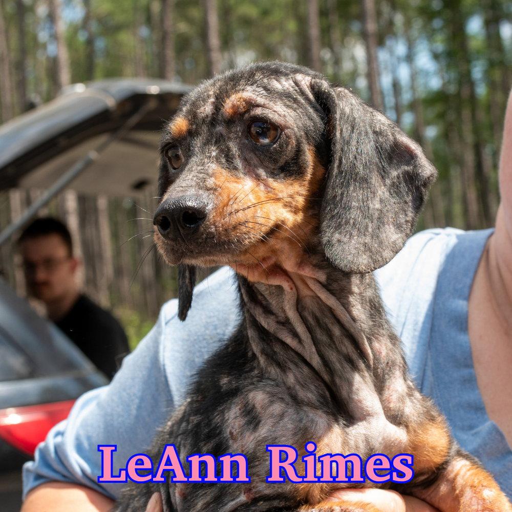 Enlarge LeAnn Rimes, a Adopted Dachshund in San Antonio, TX image 3/3