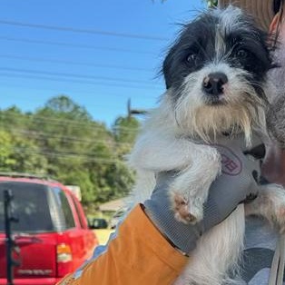 Chico, an adopted mixed breed in Burlington, VT image 2/3