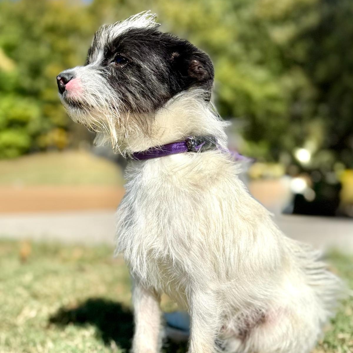 Chico, an adopted mixed breed in Burlington, VT image 1/3