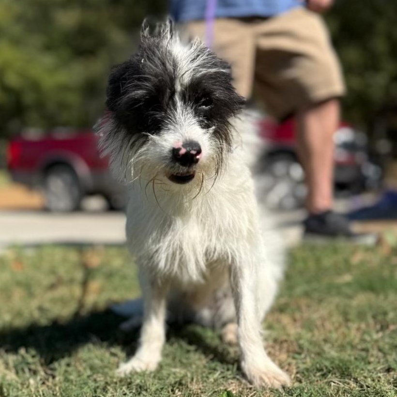 Chico, an adopted mixed breed in Burlington, VT image 3/3