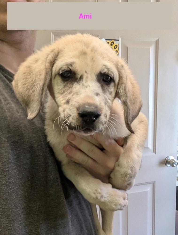 Ami, Adoptable, Puppy Female Mixed Breed.