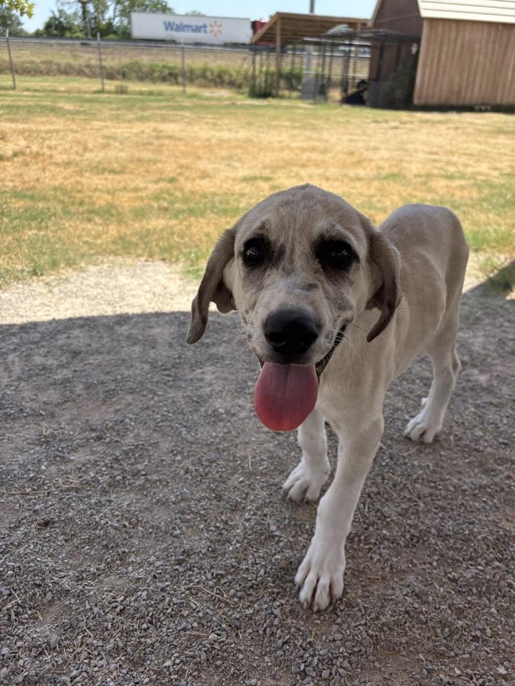 Enlarge Ami, a Adoptable mixed breed in Deerfield, WI image 2/3