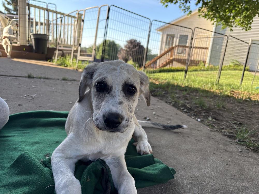 Enlarge Ami, a Adoptable mixed breed in Deerfield, WI image 3/3