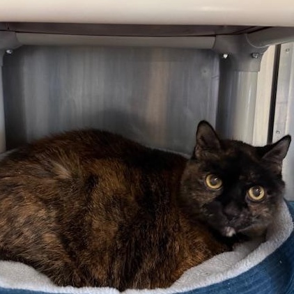 Enlarge Red, a ADOPTABLE Domestic Short Hair in Honesdale, PA image 2/2