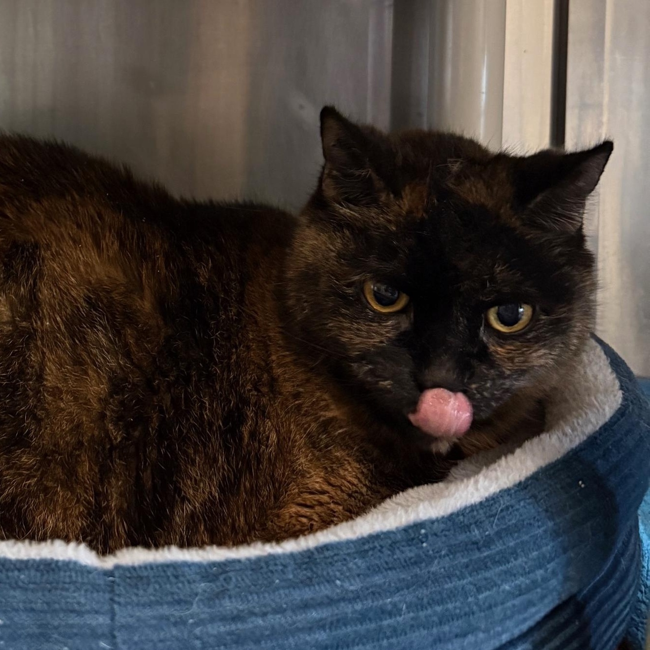 Enlarge Red, a ADOPTABLE Domestic Short Hair in Honesdale, PA image 1/2