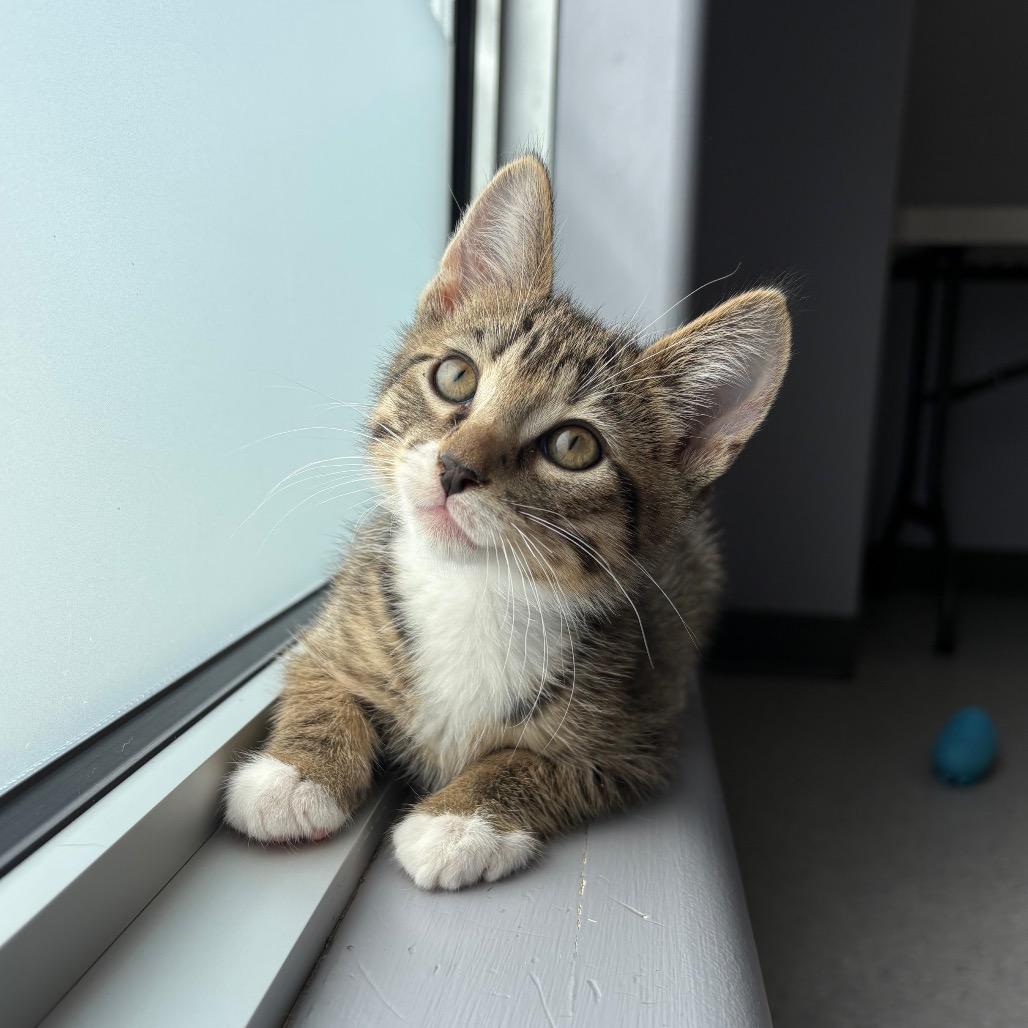 Mickey, Adoptable, Kitten Male Domestic Short Hair.