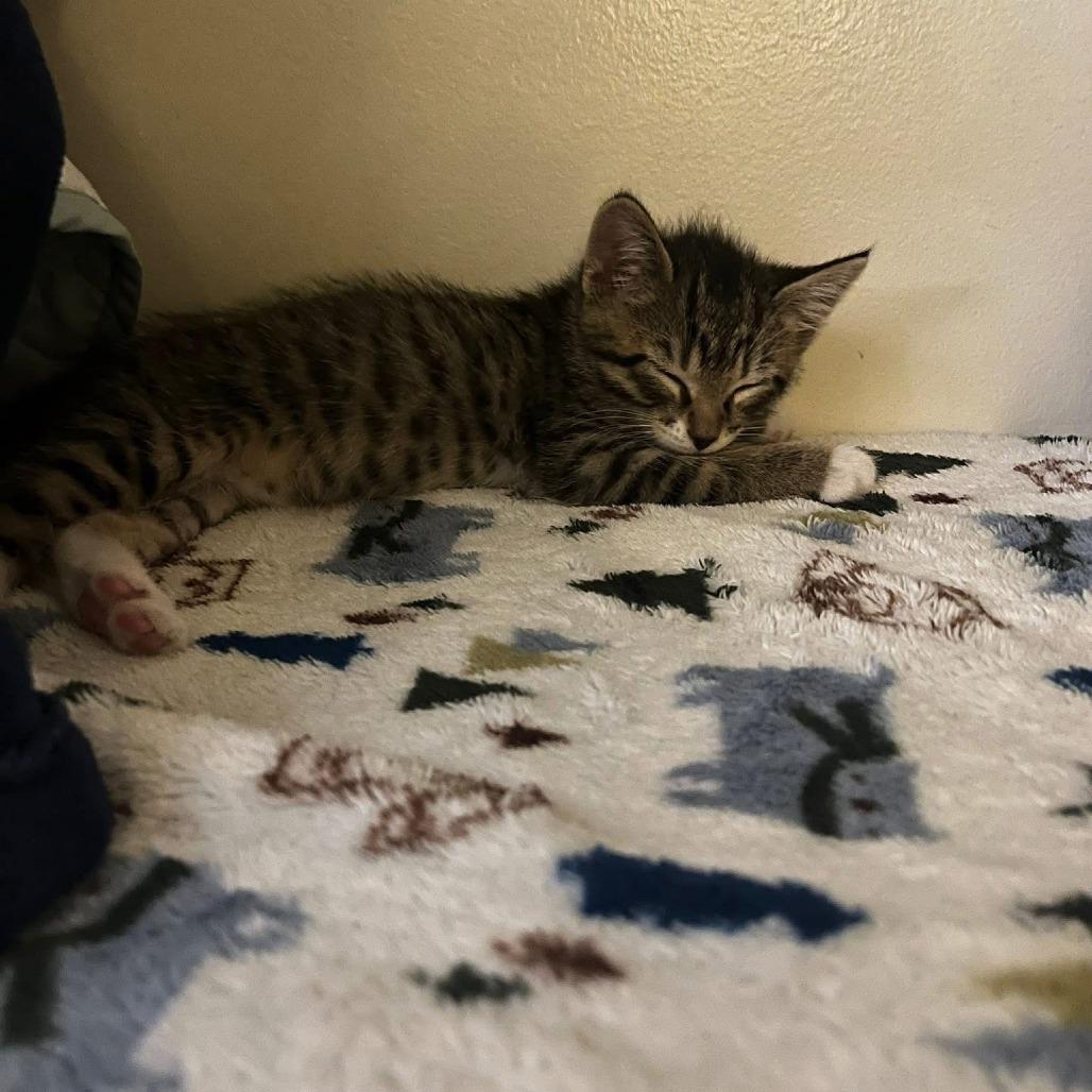 Enlarge Mickey, a Adoptable Domestic Short Hair in Saskatoon, SK image 2/6