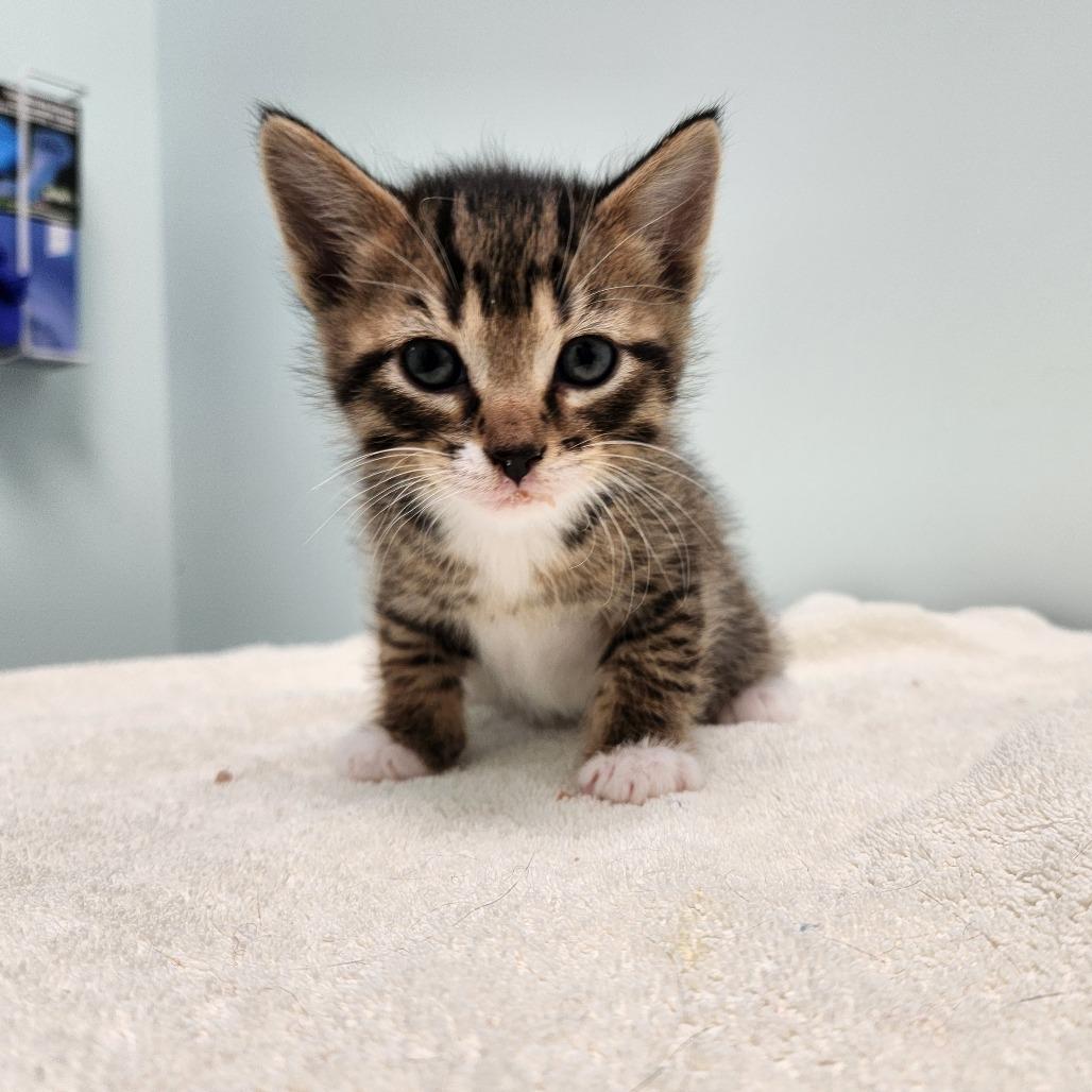 Enlarge Mickey, a Adoptable Domestic Short Hair in Saskatoon, SK image 3/6
