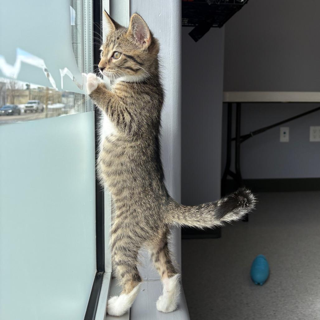 Enlarge Mickey, a Adoptable Domestic Short Hair in Saskatoon, SK image 5/6