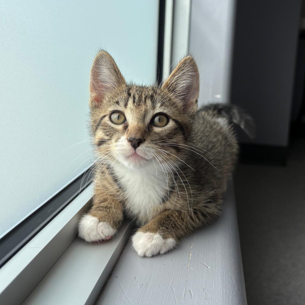 Enlarge Mickey, a Adoptable Domestic Short Hair in Saskatoon, SK image 6/6