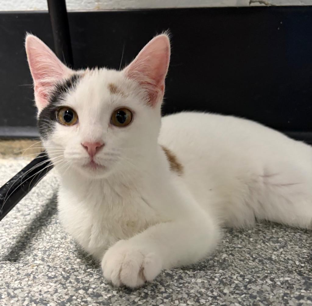 Enlarge Candy - Adopted Spay 1/20, a Adoptable mixed breed in Huntington, IN image 1/2