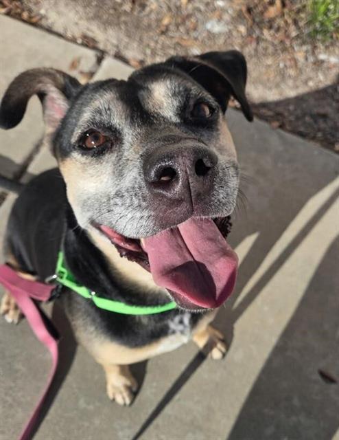 BONITA, Adoptable, Adult Female Pit Bull Terrier & Mixed Breed.