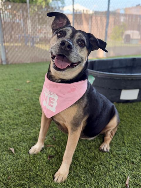 BONITA, Adoptable, Adult Female Pit Bull Terrier & Mixed Breed.