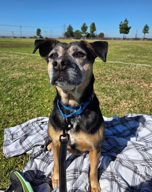 Enlarge BONITA, a Adoptable mixed breed in Chula Vista, CA image 1/1
