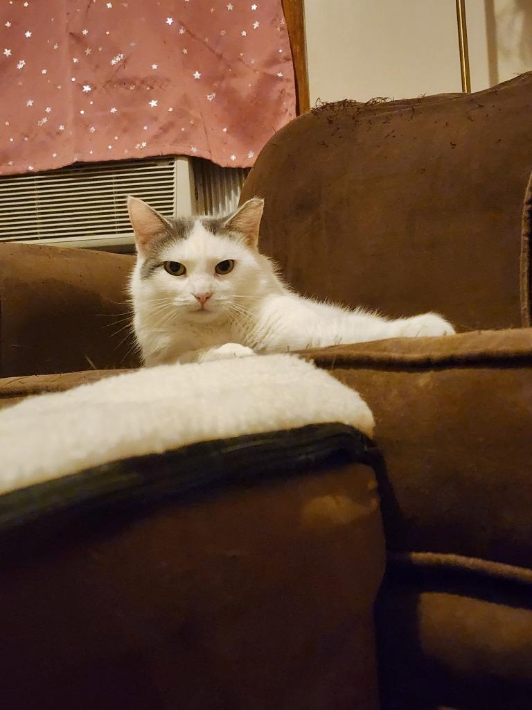 DiGiorgi, Adoptable, Adult Female American Shorthair.