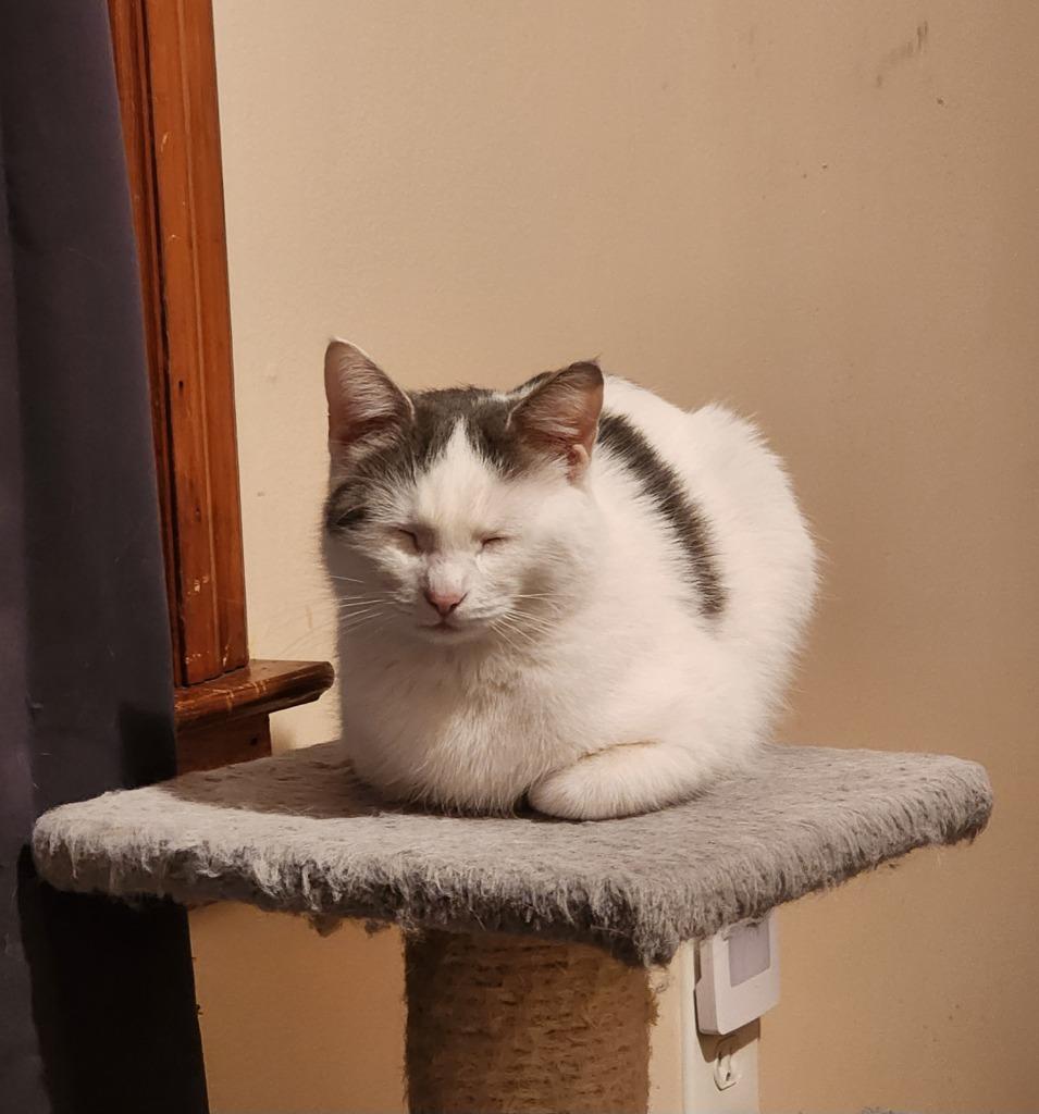 Enlarge DiGiorgi, a Adoptable American Shorthair in Hagaman, NY image 2/5