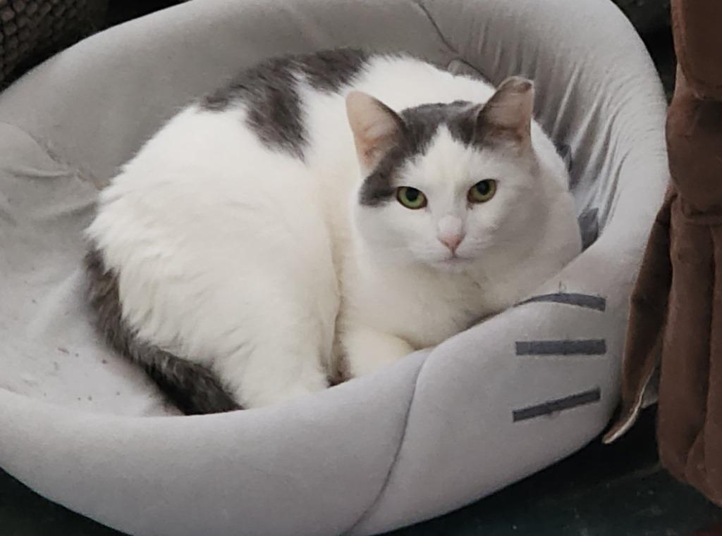 Enlarge DiGiorgi, a Adoptable American Shorthair in Hagaman, NY image 3/6