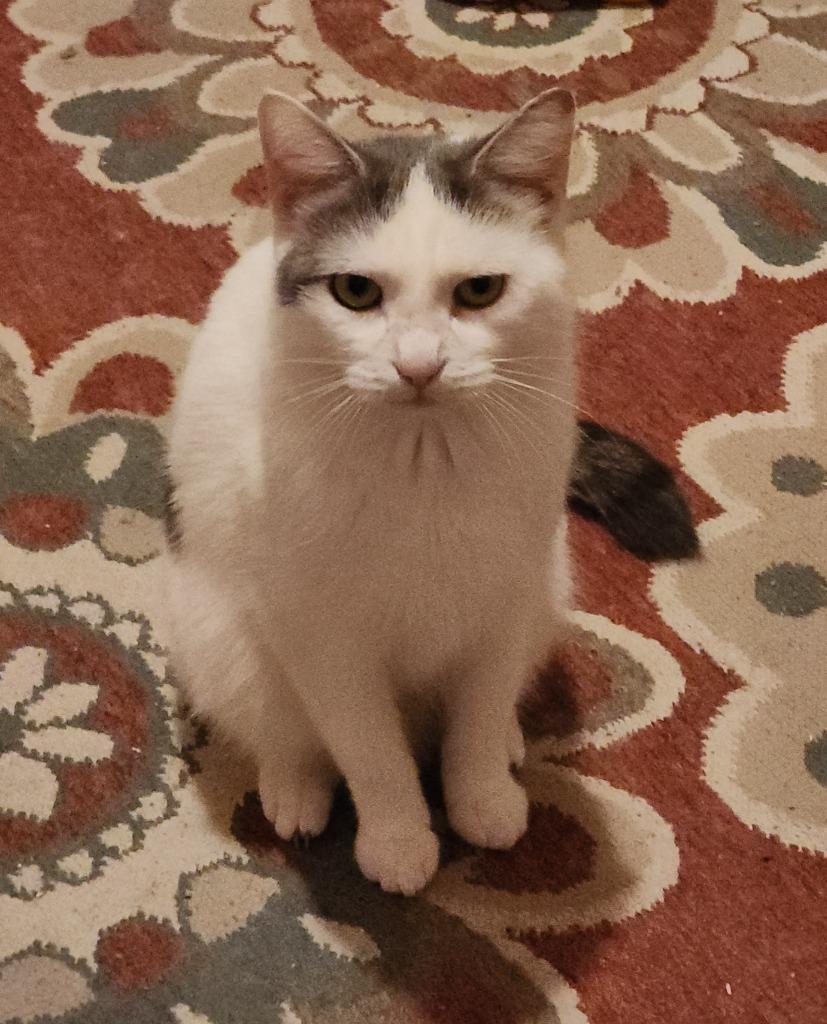 DiGiorgi, a Adoptable American Shorthair in Hagaman, NY image 3/5