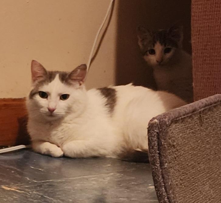 Enlarge DiGiorgi, a Adoptable American Shorthair in Hagaman, NY image 4/5