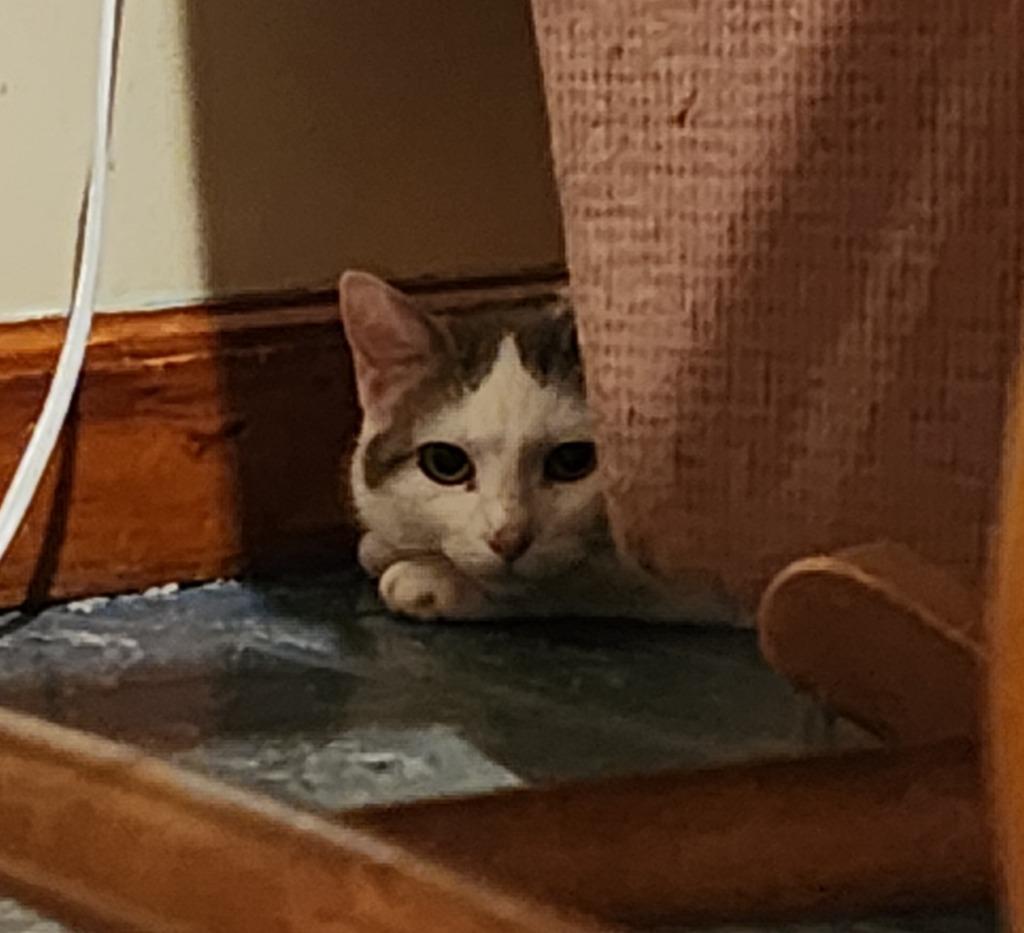 Enlarge DiGiorgi, a Adoptable American Shorthair in Hagaman, NY image 5/5