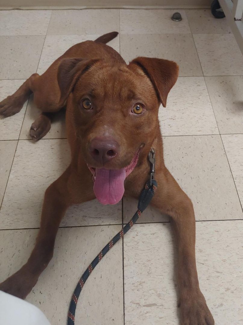 Sophie, an adoptable Labrador Retriever Mix in Oberlin, OH_image-1