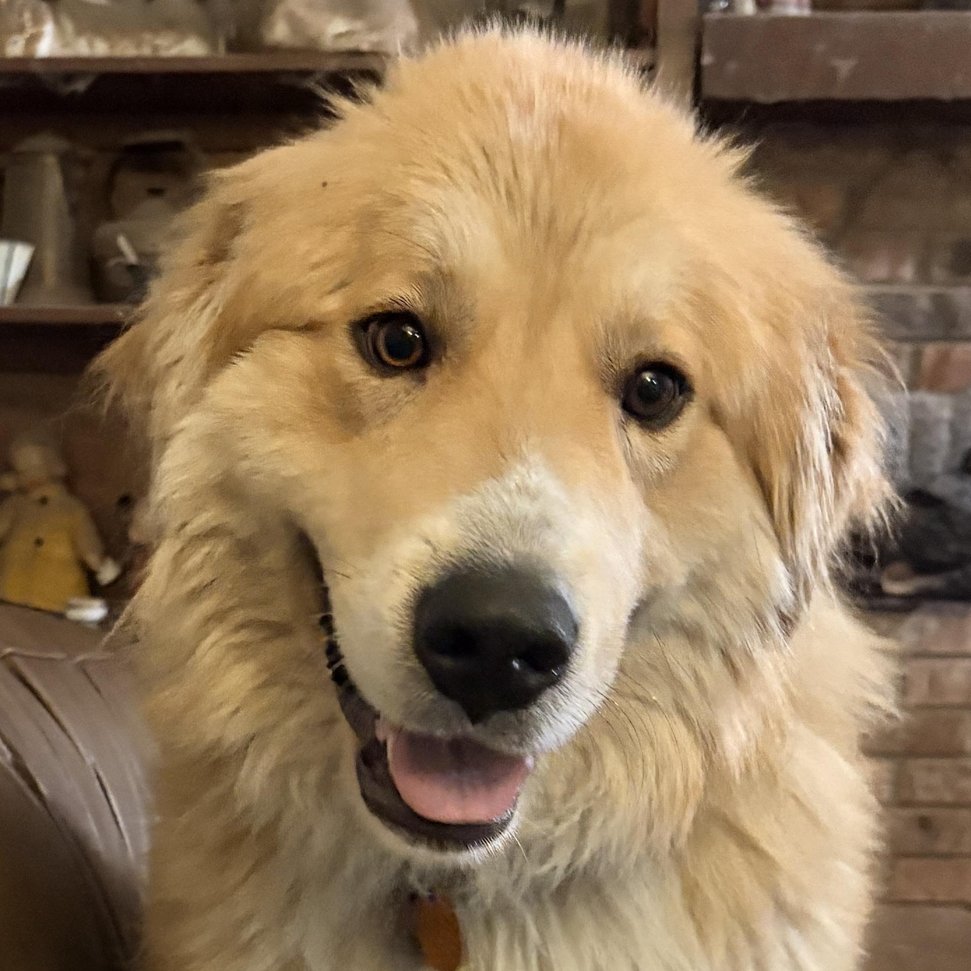 Enlarge Peanut  - New to Rescue - Young - Pyr Mix Female, a ADOPTABLE mixed breed in Indianapolis, IN image 3/6