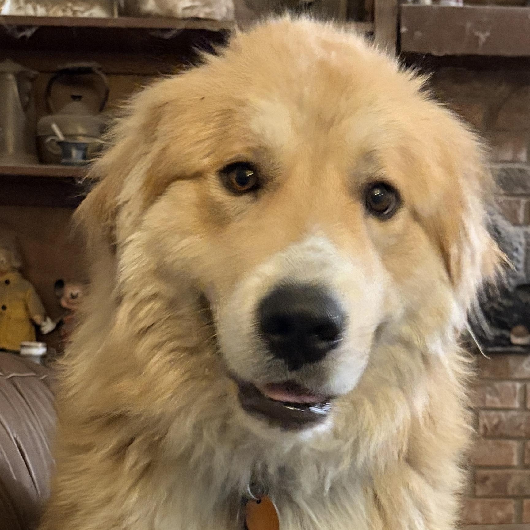 Enlarge Peanut  - New to Rescue - Young - Pyr Mix Female, a ADOPTABLE mixed breed in Indianapolis, IN image 2/6