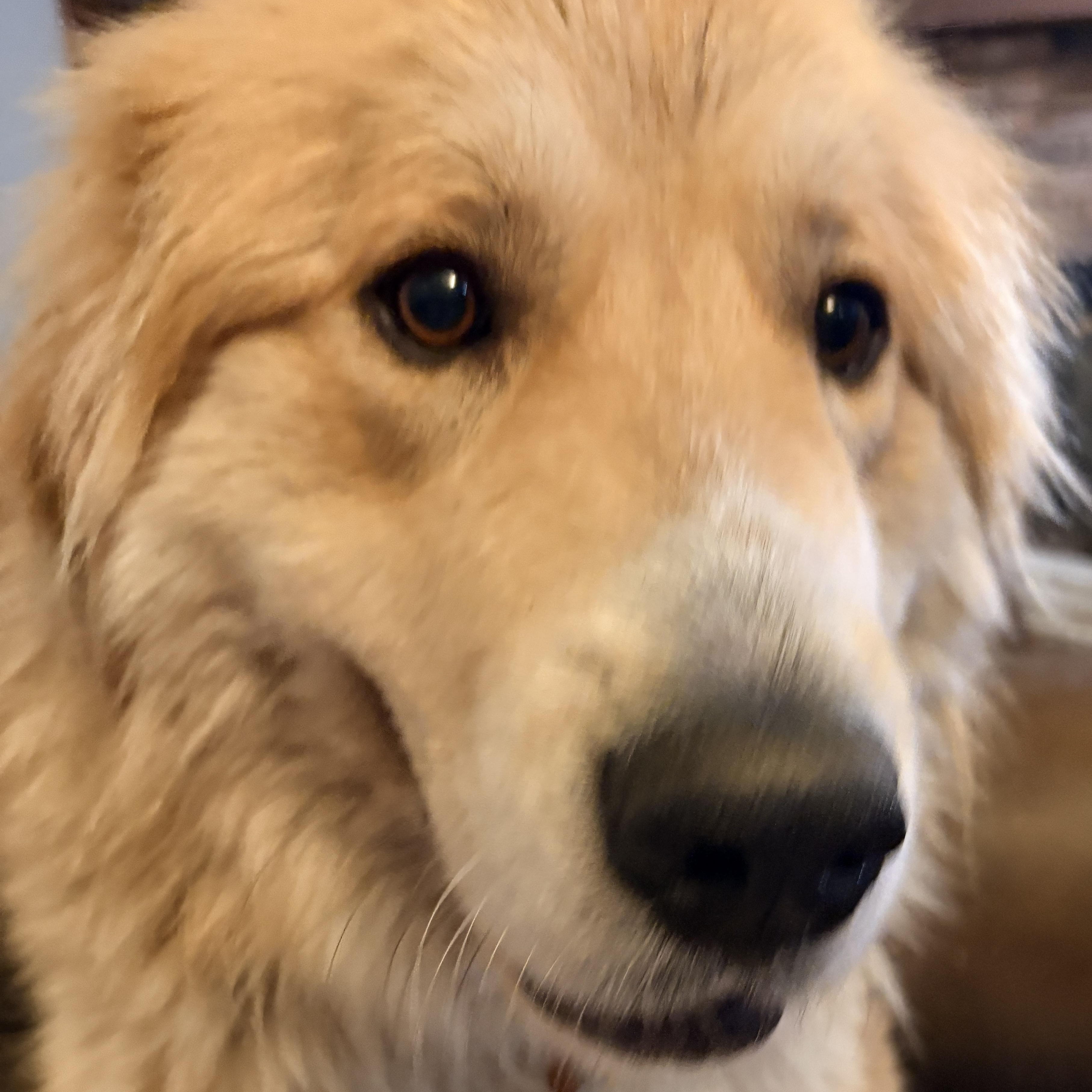 Enlarge Peanut  - New to Rescue - Young - Pyr Mix Female, a ADOPTABLE mixed breed in Indianapolis, IN image 2/5