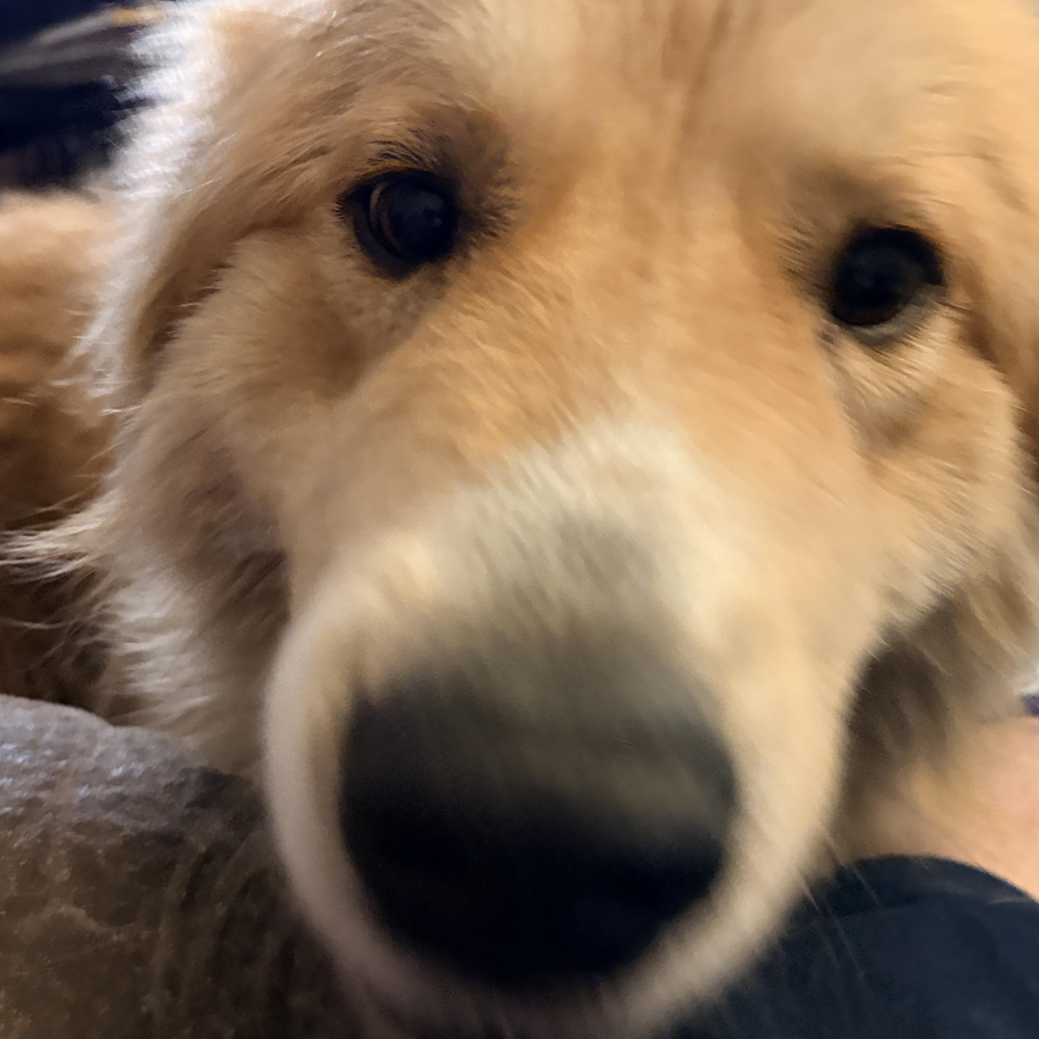 Enlarge Peanut  - New to Rescue - Young - Pyr Mix Female, a ADOPTABLE mixed breed in Indianapolis, IN image 5/5