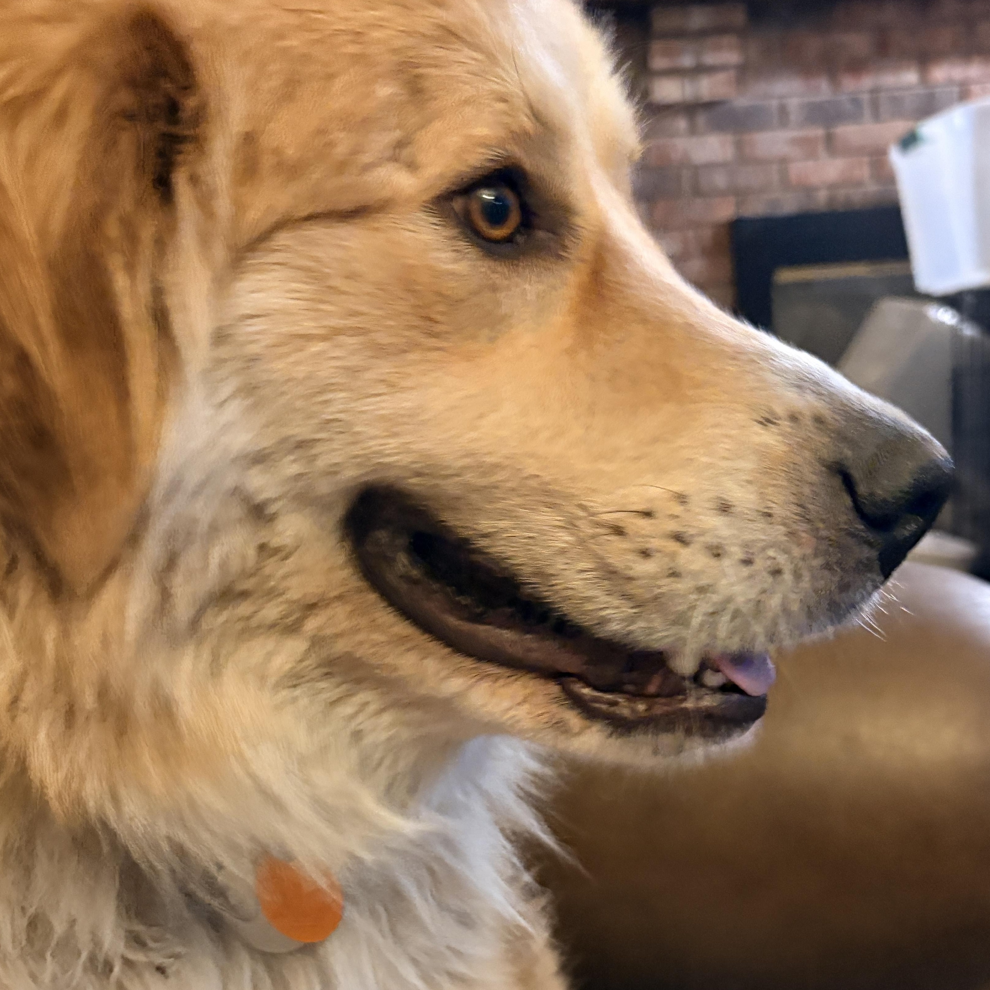 Enlarge Peanut  - New to Rescue - Young - Pyr Mix Female, a ADOPTABLE mixed breed in Indianapolis, IN image 3/5