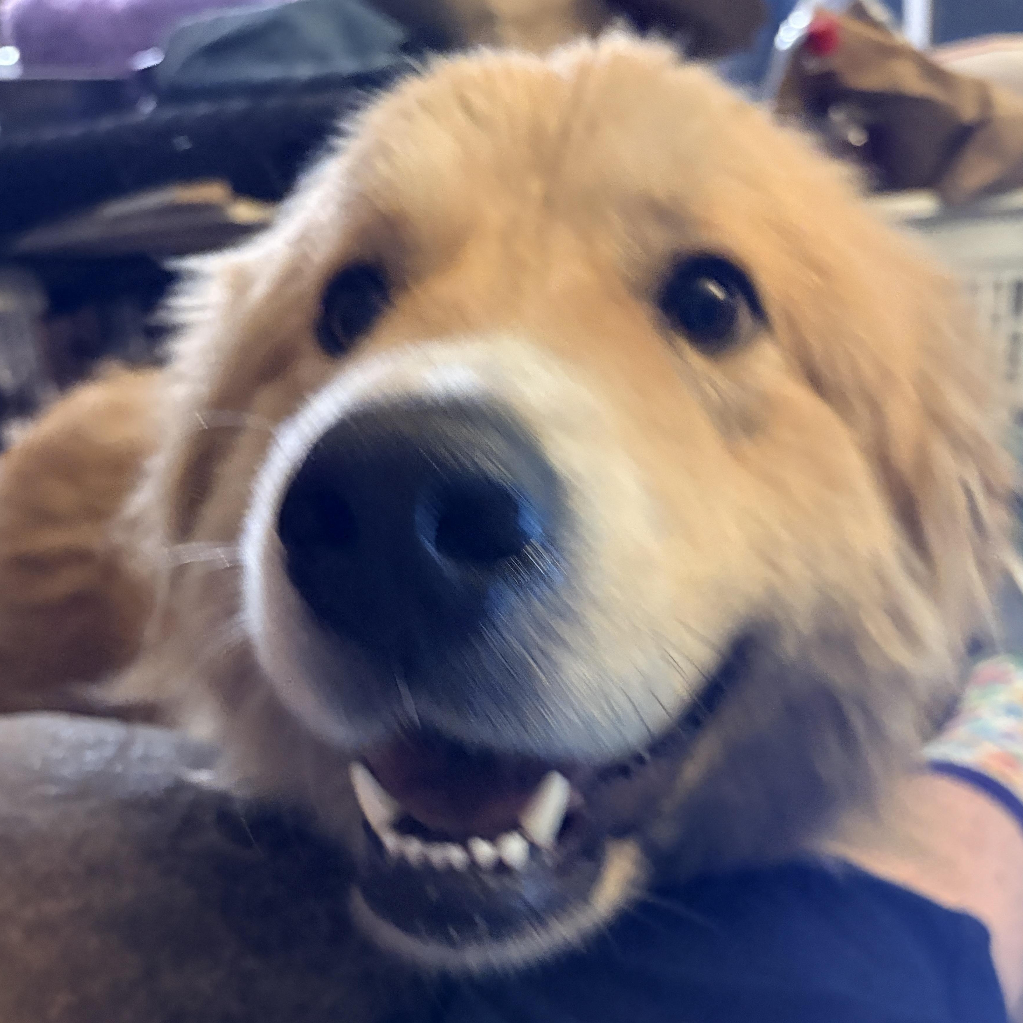 Enlarge Peanut  - New to Rescue - Young - Pyr Mix Female, a ADOPTABLE mixed breed in Indianapolis, IN image 1/5