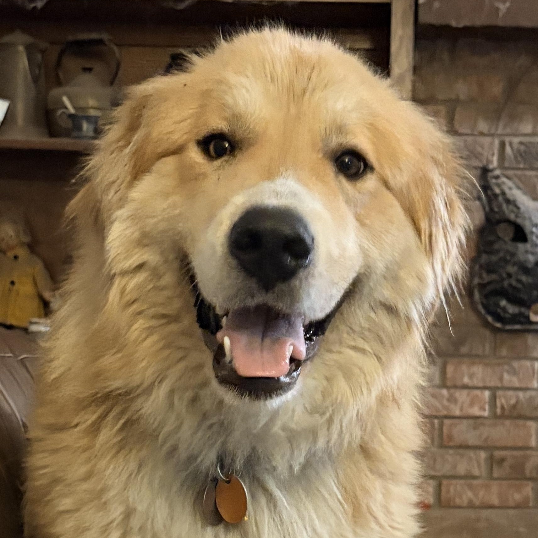 Peanut  - New to Rescue - Young - Pyr Mix Female, ADOPTABLE, Young Female Great Pyrenees & Golden Retriever.
