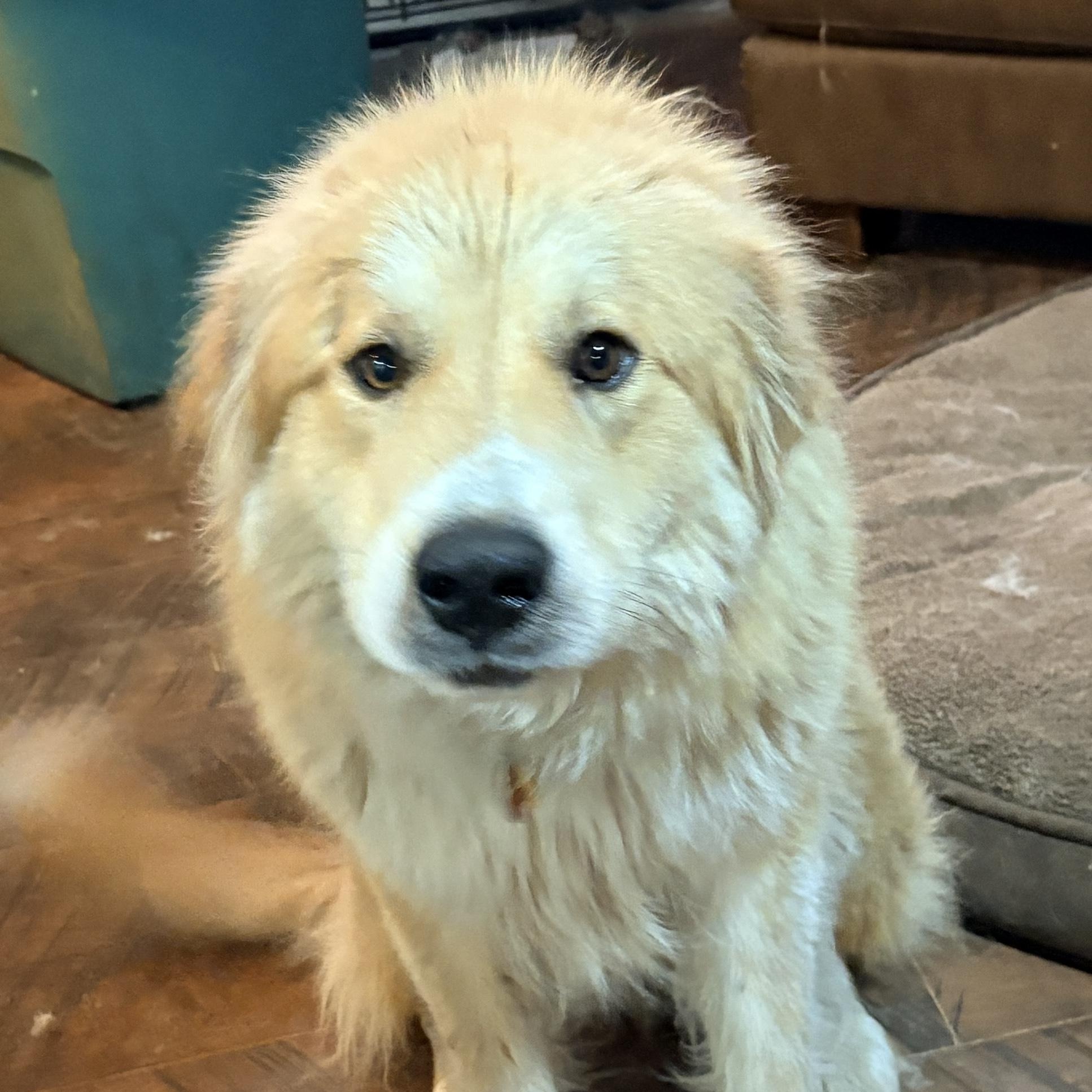 Enlarge Peanut  - New to Rescue - Young - Pyr Mix Female, a ADOPTABLE mixed breed in Indianapolis, IN image 4/5