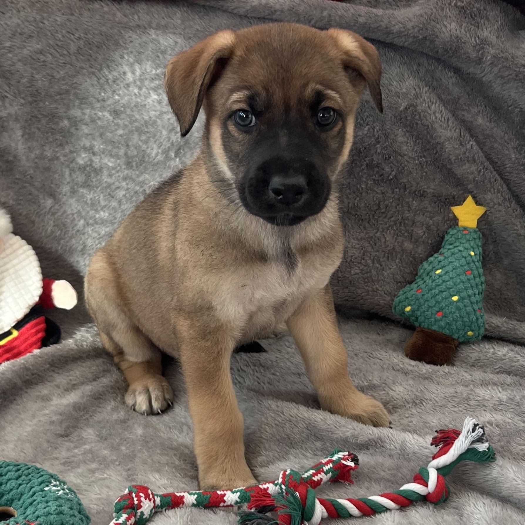 Highness thumbnail 2