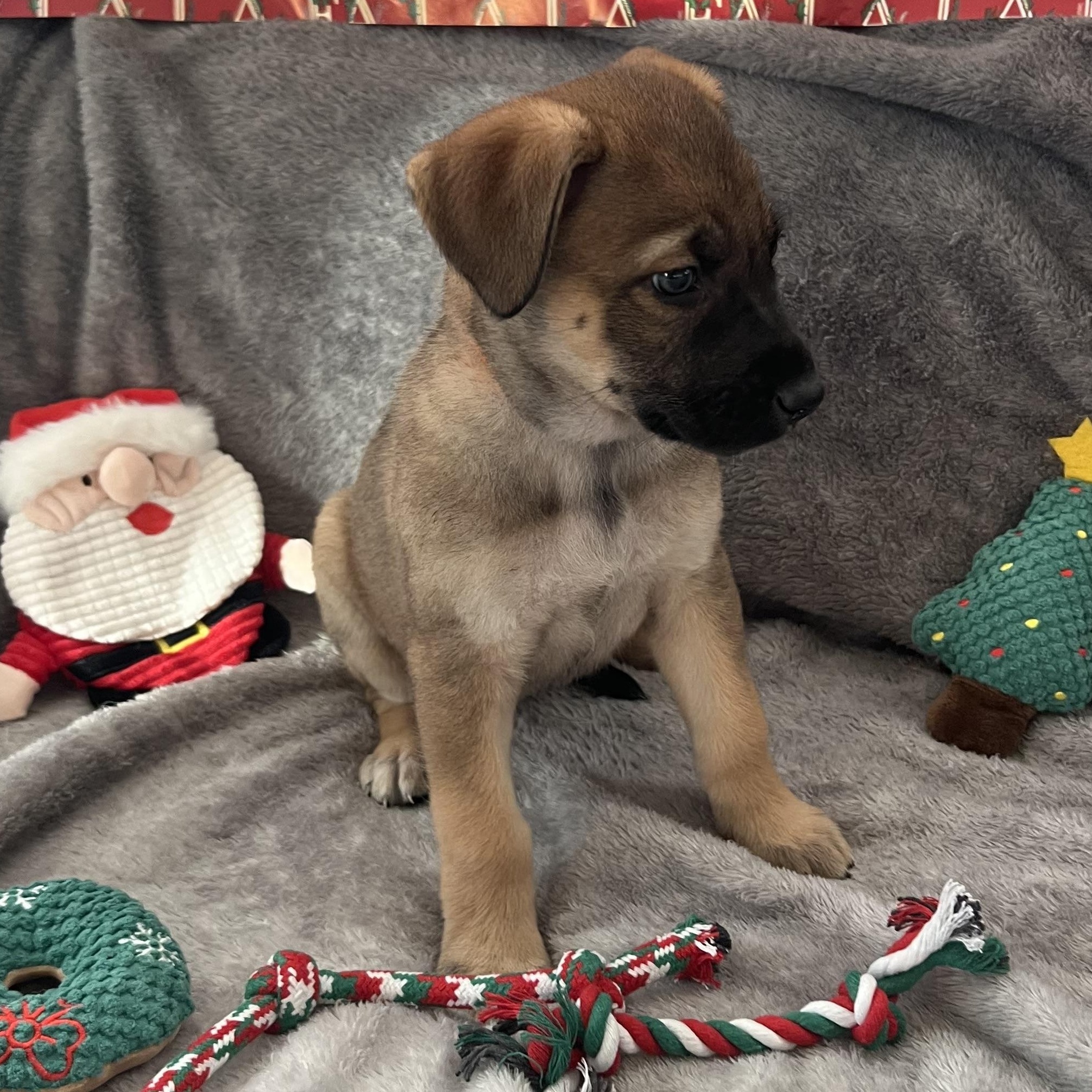 Highness thumbnail 3