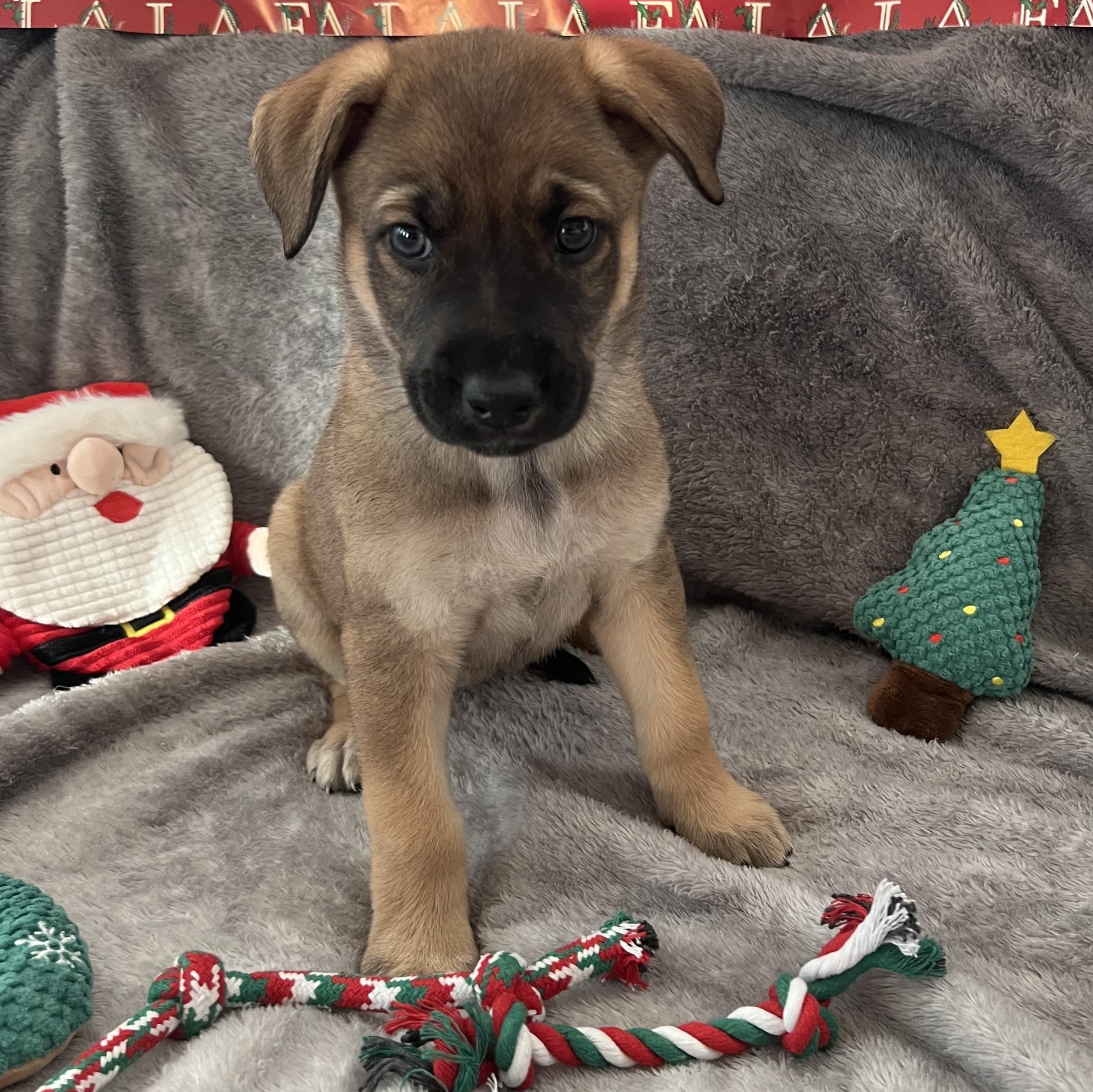 Highness thumbnail 4