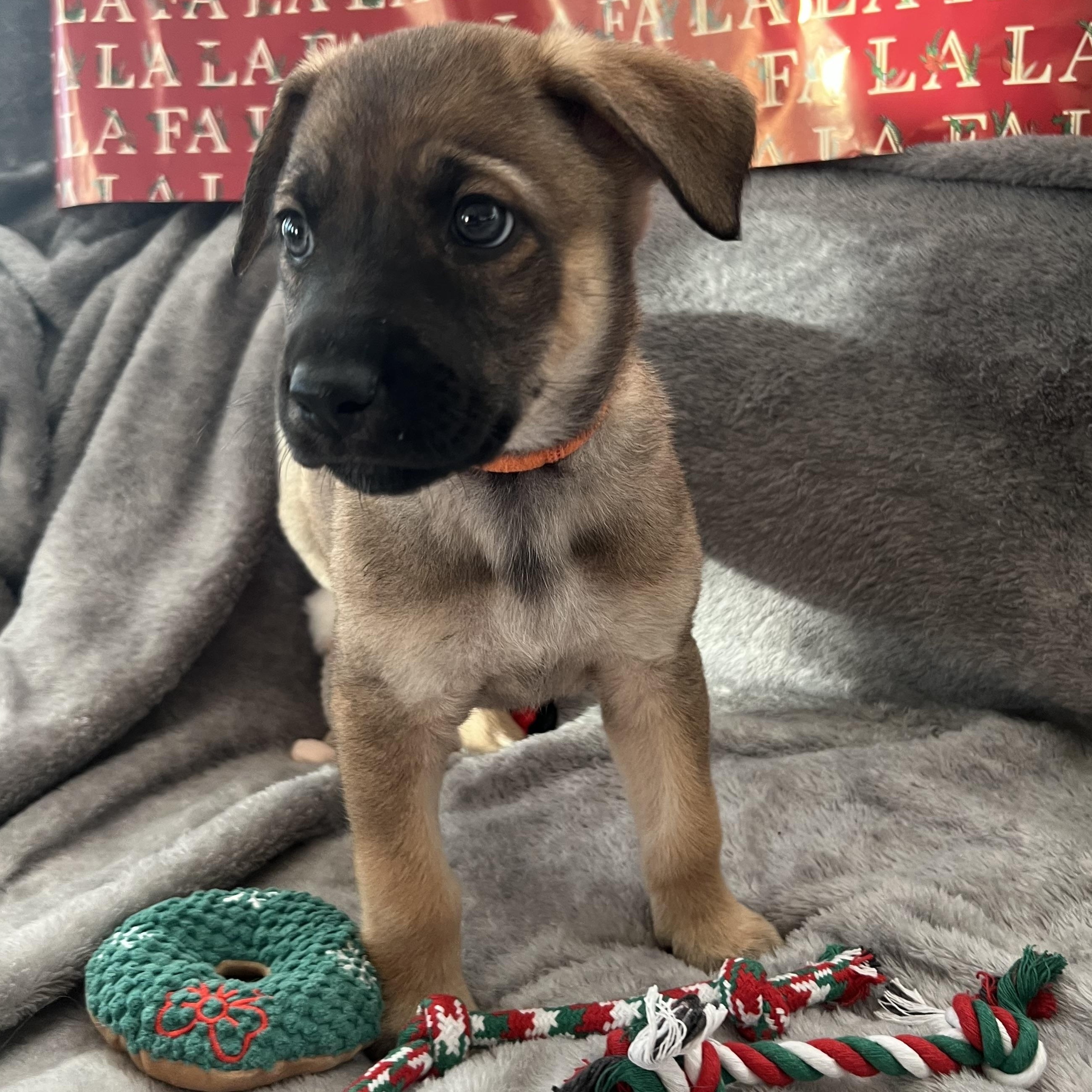 Highness thumbnail 5