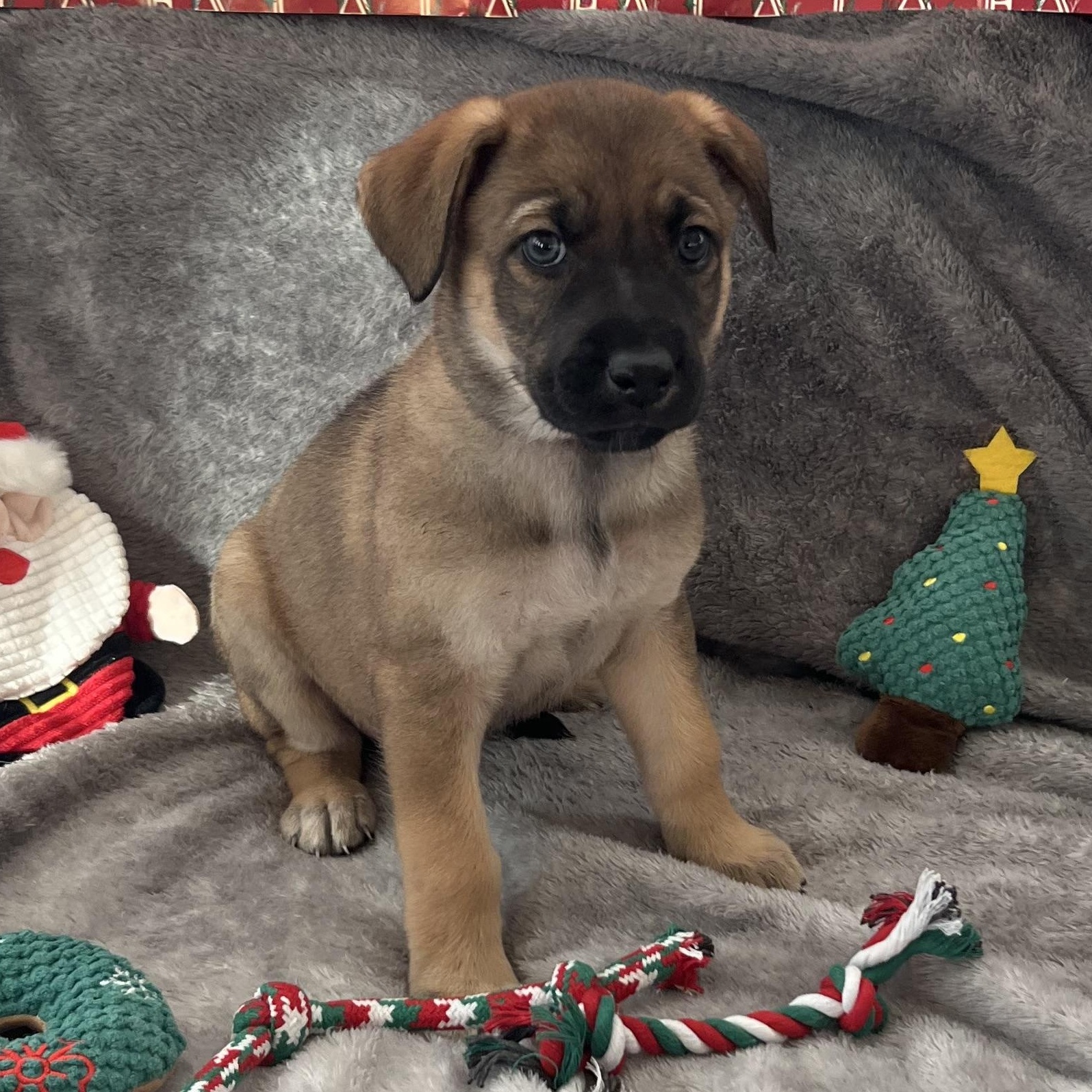 Highness thumbnail 6