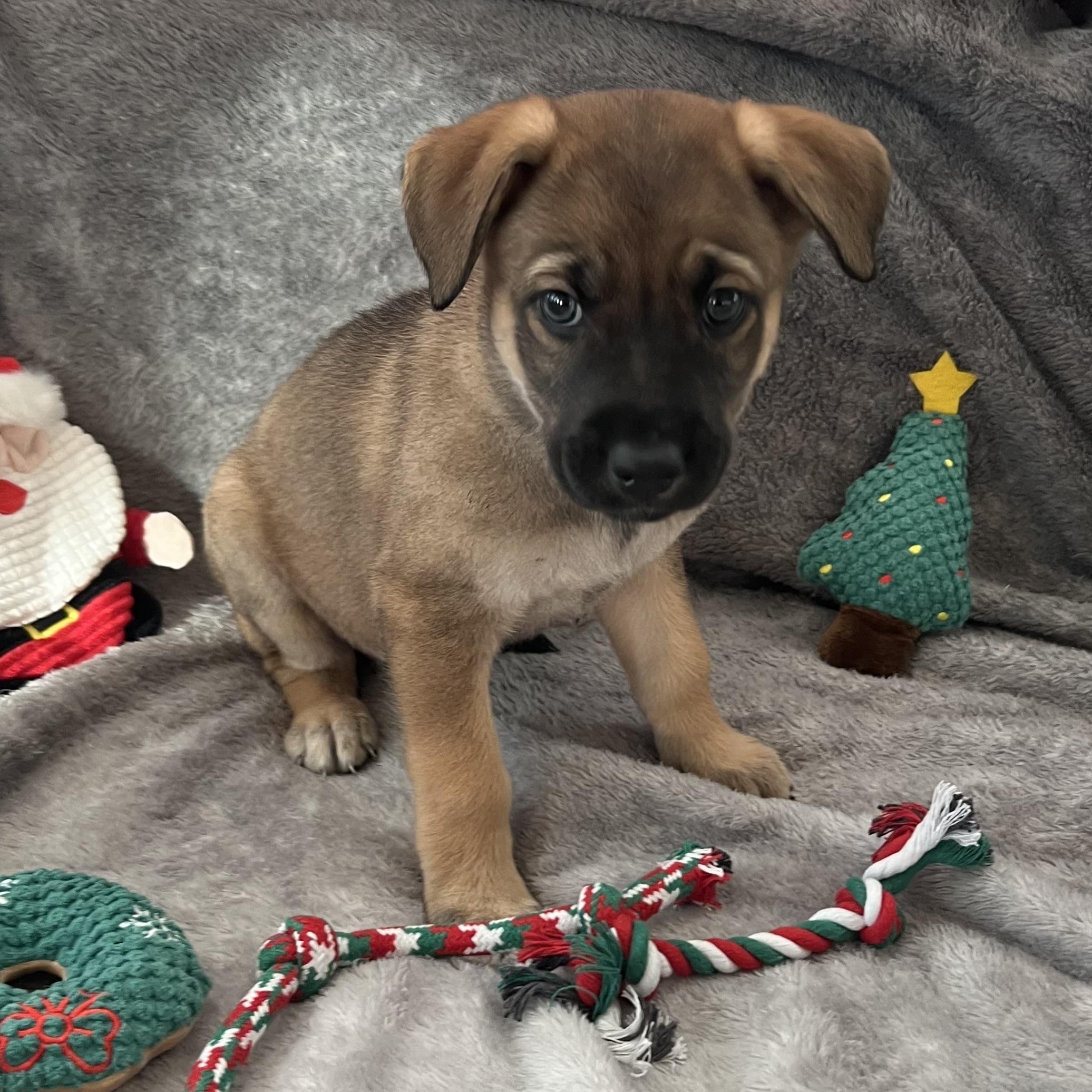 Highness thumbnail 7