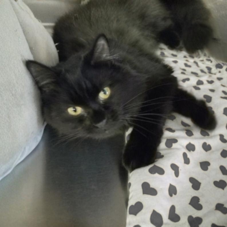 Basil, an adoptable Domestic Long Hair in Greensburg, PA image 3/6