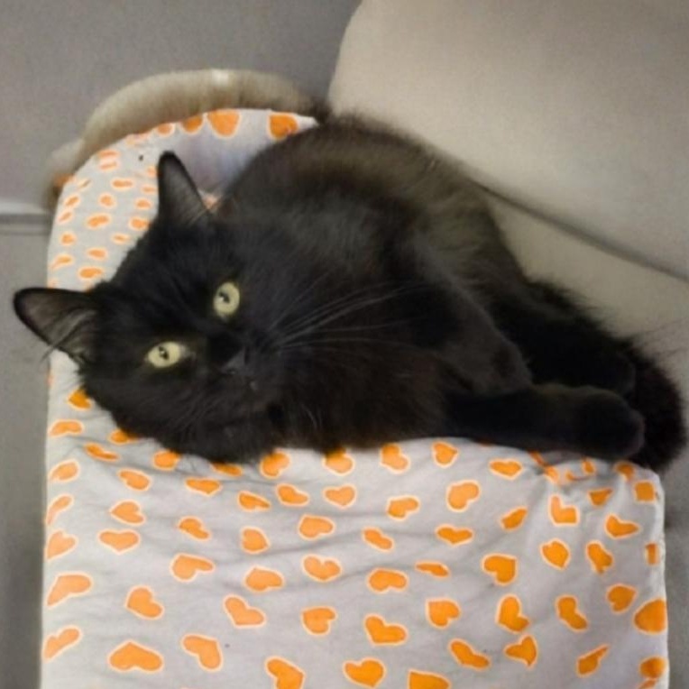 Basil, an adoptable Domestic Long Hair in Greensburg, PA image 2/6