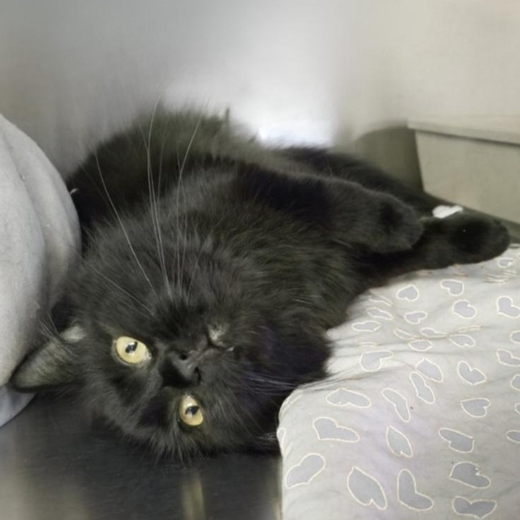 Basil, an adoptable Domestic Long Hair in Greensburg, PA image 4/6
