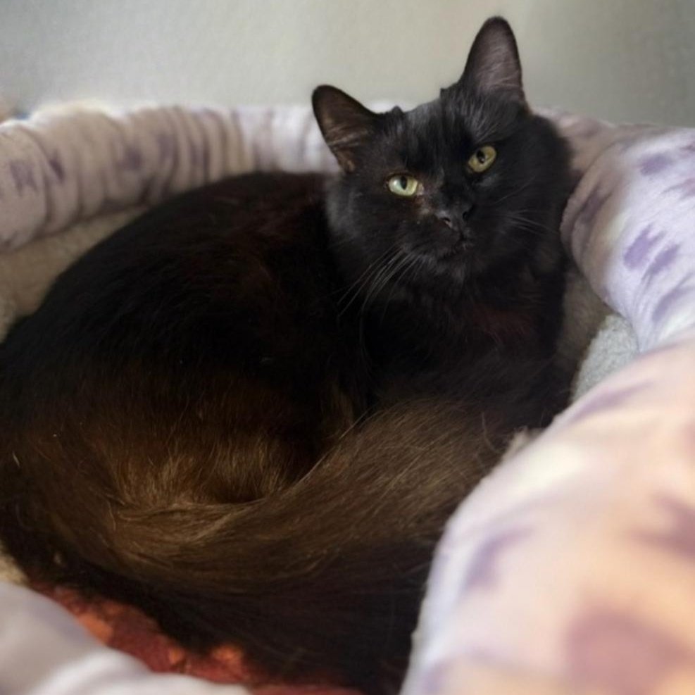 Basil, an adoptable Domestic Long Hair in Greensburg, PA image 5/6