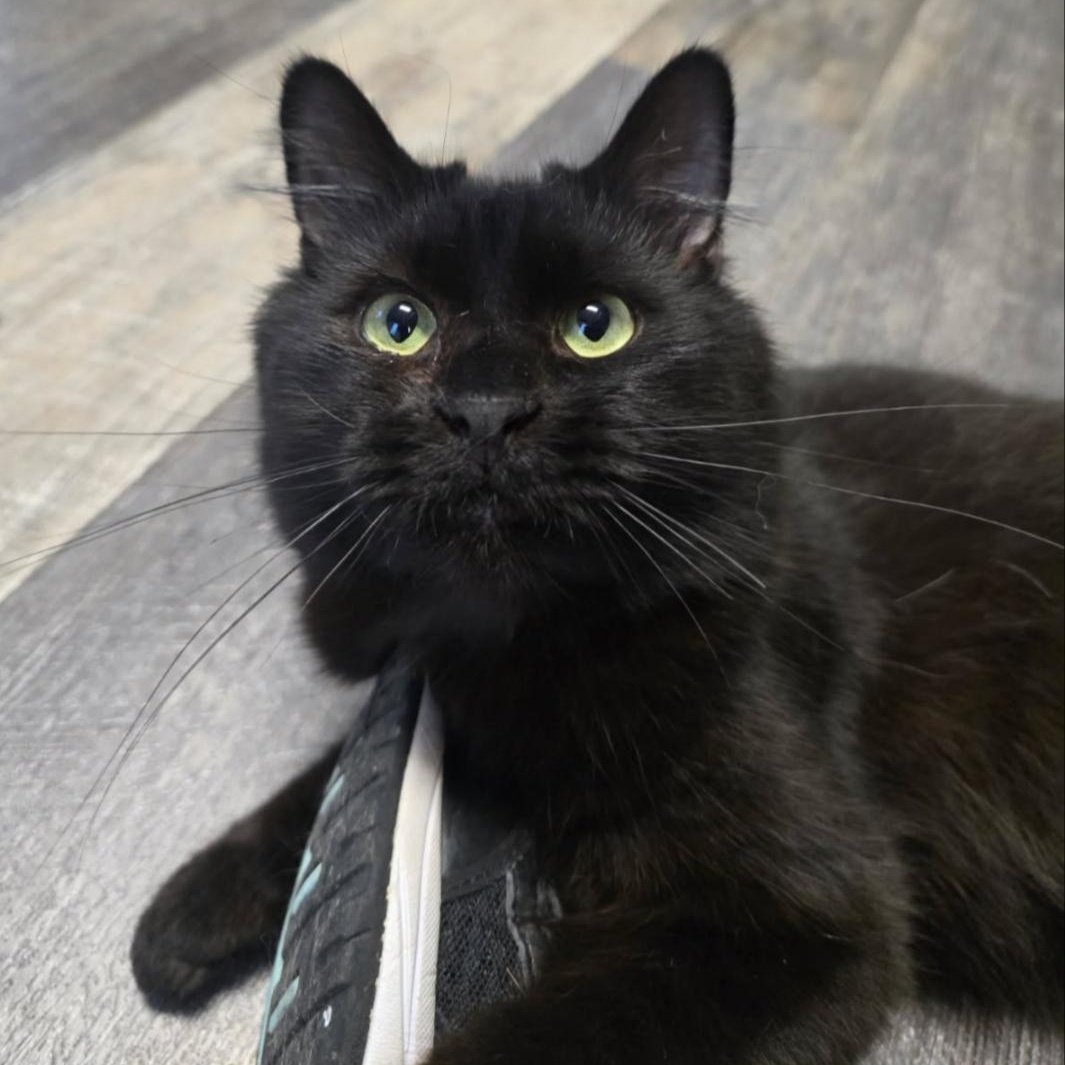 Basil, an adoptable Domestic Long Hair in Greensburg, PA image 6/6